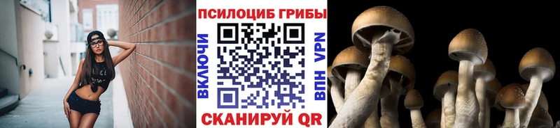 хочу   Можайск  Галлюциногенные грибы Psilocybine cubensis 